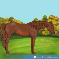 Horse Color:Chestnut 