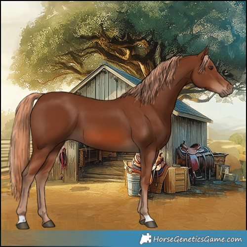 Horse Color:Chestnut 
