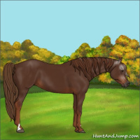 Horse Color:Gray Chestnut