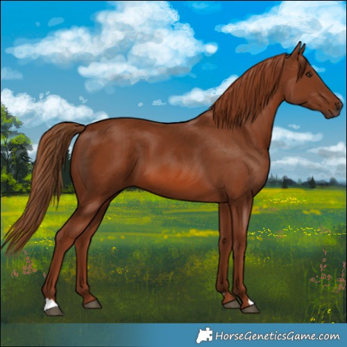 Horse Color:Chestnut 