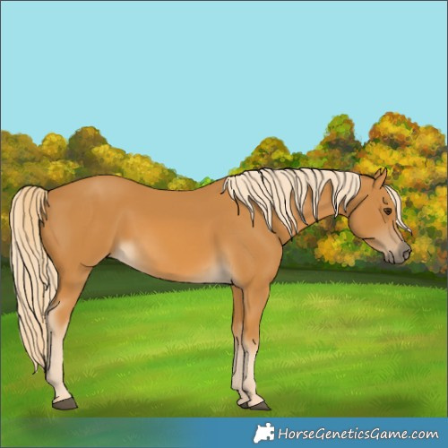 Horse Color:Palomino 