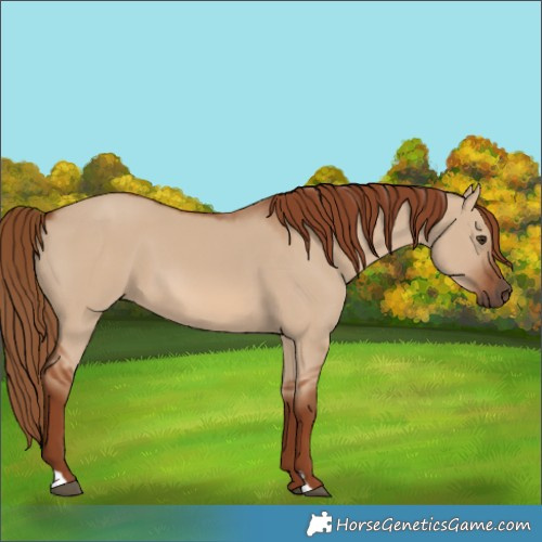 Horse Color:Red Dun 