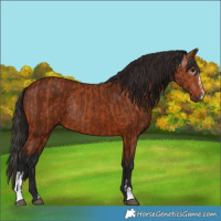 Horse Color:Bay Sabino Rabicano and Gray Bay Sabino Rabicano