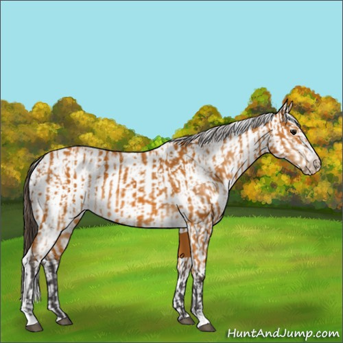 Horse Color:Buckskin Sabino Rabicano and Buckskin Sabino Rabicano