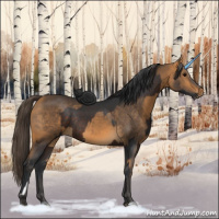 Horse Color:Brown Sabino Rabicano and Buckskin Sabino Rabicano
