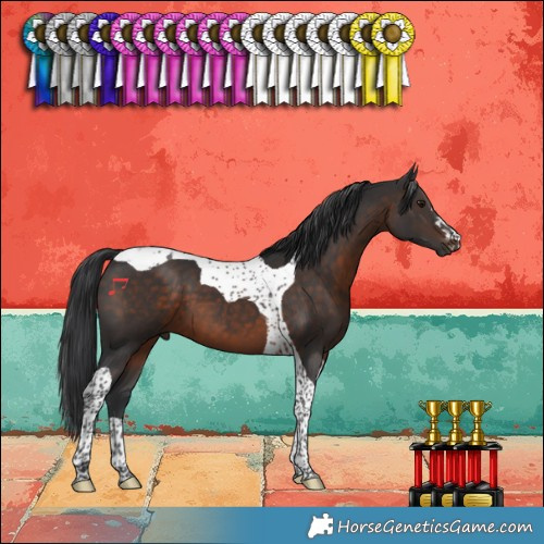 Horse Color:Brown Tobiano 