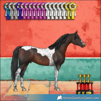 Horse Color:Brown Tobiano 