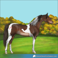 Horse Color:Liver Chestnut Tobiano 