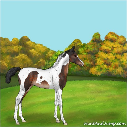 Horse Color:Brown Tobiano 
