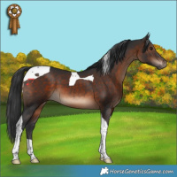 Horse Color:Brown Tobiano 
