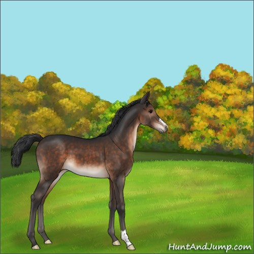 Horse Color:Brown 