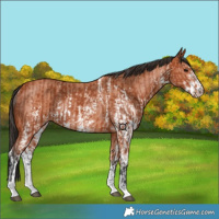 Horse Color:Bay Sabino Rabicano and Bay Sabino Rabicano