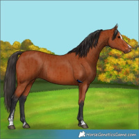 Horse Color:Bay Sabino Rabicano  and Bay Sabino Rabicano 