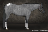 Horse Color:Blue Roan Tobiano 