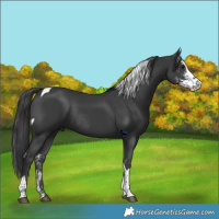 Horse Color:Black Sabino Tobiano Rabicano 