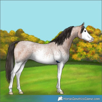 Horse Color:White Spotted Bay Roan Splash 