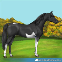 Horse Color:Black Sabino Tobiano 