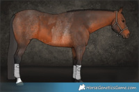 Horse Color:Brown Rabicano  and Brown Rabicano 