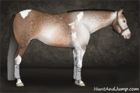 Horse Color:Gray Amber Champagne Tobiano 