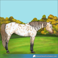 Horse Color:Gray Buckskin Dun Near Leopard 