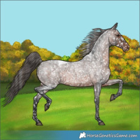 Horse Color:Brown Roan Snowflake Varnish Rabicano 