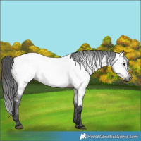 Horse Color:Gray Brown Dun Near Fewspot
