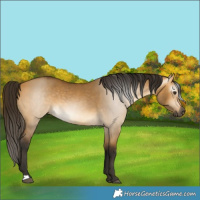 Horse Color:Gray Buckskin Dun 