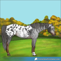 Horse Color:Gray Liver Chestnut Near Leopard 