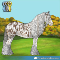 Horse Color:White Spotted Chocolate Palomino Sabino Rabicano  and White Spotted Liver Red Dun Appaloosa 