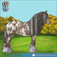 Horse Color:White Spotted Chocolate Palomino Sabino Rabicano  and White Spotted Liver Red Dun Appaloosa 