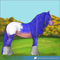 Horse Color:Watercolor Black Appaloosa 