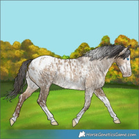 Horse Color:Brown Dun Splash Tobiano  and Gray Liver Red Dun Splash Tobiano Blanket 