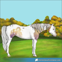 Horse Color:Watercolor Silver Smoky Blue Onyx Splash Tobiano Appaloosa Rabicano 