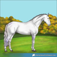 Horse Color:Gray Watercolor Silver Smoky Blue Onyx Tobiano Appaloosa Rabicano 