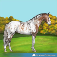 Horse Color:Gray Silver Brown Onyx Splash Tobiano Appaloosa  and Silver Brown Dun Splash Tobiano Appaloosa 