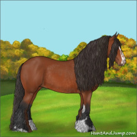 Horse Color:Bay Sabino Rabicano and Bay Sabino Rabicano