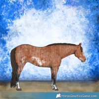 Horse Color:Bay Sabino Rabicano  and Bay Sabino Frame Rabicano 