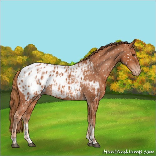 Horse Color:Chestnut Appaloosa  and Chestnut Tobiano Appaloosa 