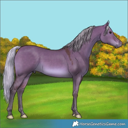 Horse Color:Silver Bay Dun 