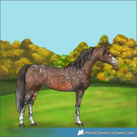 Horse Color:Brown Appaloosa and Brown Appaloosa