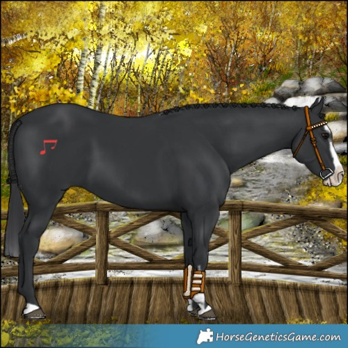 Horse Color:Black and Black Splash