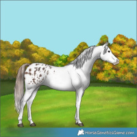 Horse Color:Brown Appaloosa  and Brown Appaloosa Rabicano 