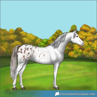 Horse Color:Brown Appaloosa  and Brown Appaloosa Rabicano 