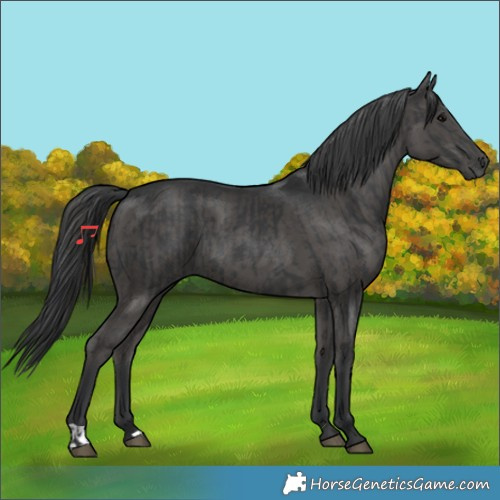 Horse Color:Black  and Black 