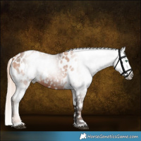 Horse Color:Gray Silver Brown Pearl Appaloosa Rabicano and Chestnut Appaloosa