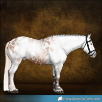 Horse Color:Gray Silver Brown Pearl Appaloosa Rabicano  and Chestnut Appaloosa 