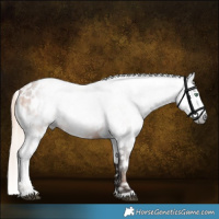Horse Color:Gray Silver Brown Pearl Appaloosa Rabicano and Chestnut Appaloosa