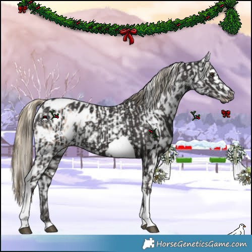 Horse Color:Red Roan Appaloosa  and Liver Chestnut Tobiano Appaloosa 