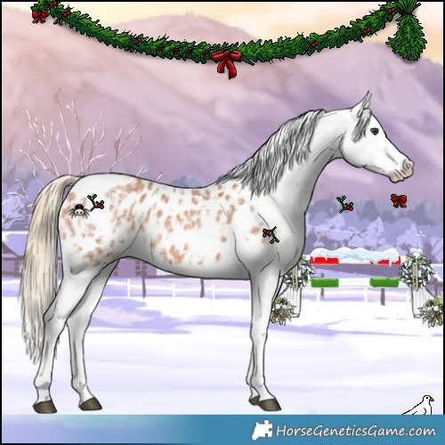 Horse Color:Red Roan Appaloosa  and Red Roan Appaloosa 