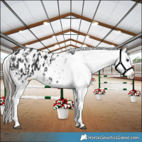 Horse Color:Black Appaloosa  and Black Splash Appaloosa 